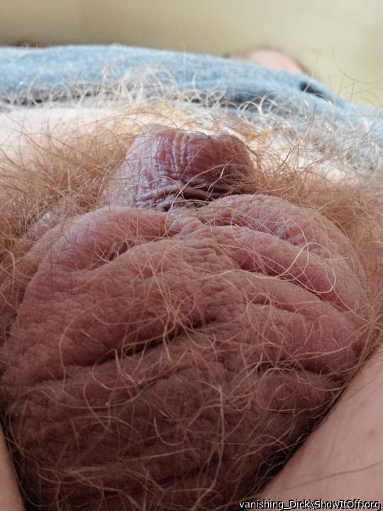 A sexy ginger fur ball!