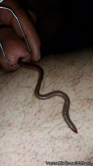 Medium worm