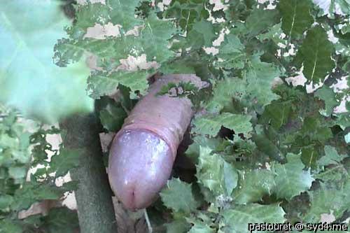 Photo of a dick from pastouret