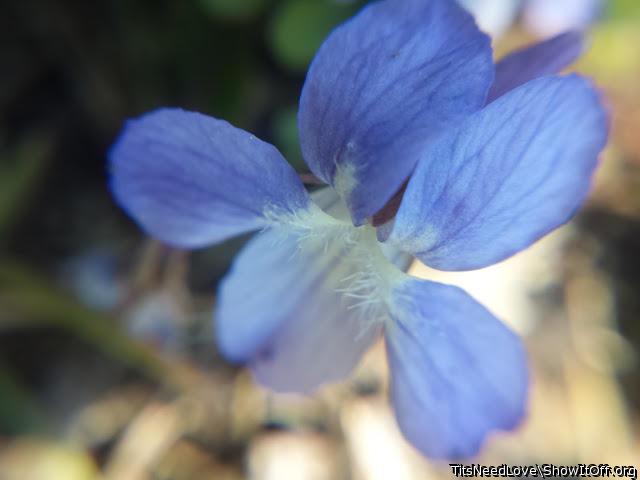 Violet (flower)