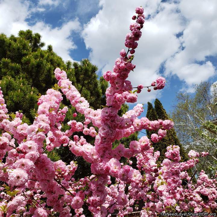 Double-flowering Plum (tree)