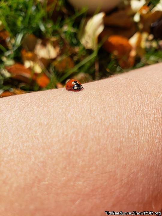 Ladybird (insect)