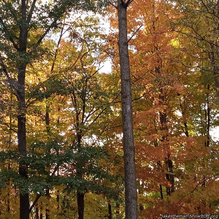 Fall in my backyard!