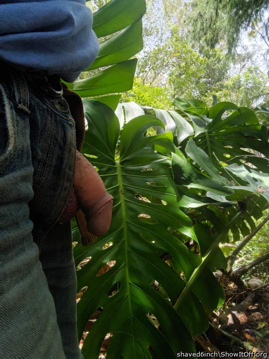 Cock out in the bush