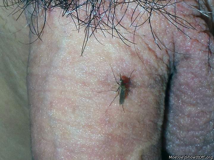 Mosquito on Penis